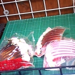 �i�J����